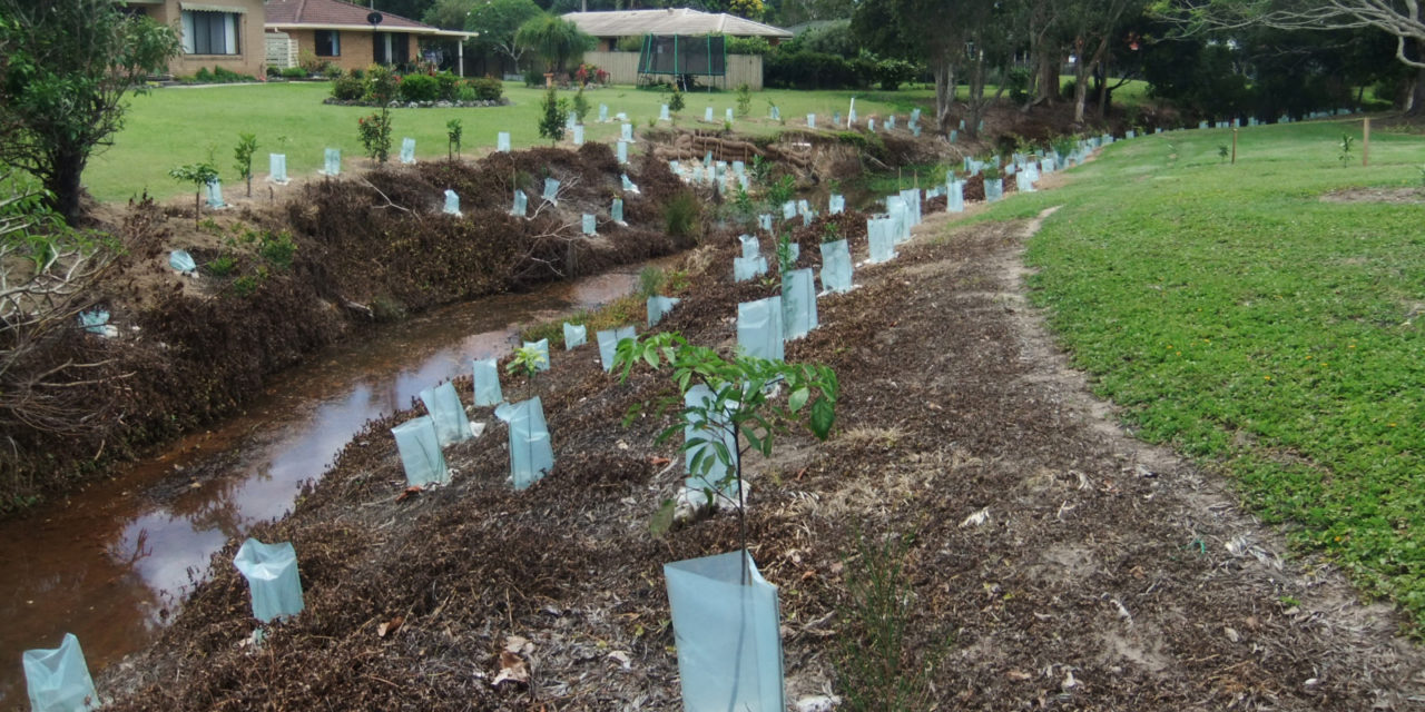 ecological-restoration-ocean-shores-nsw-feature