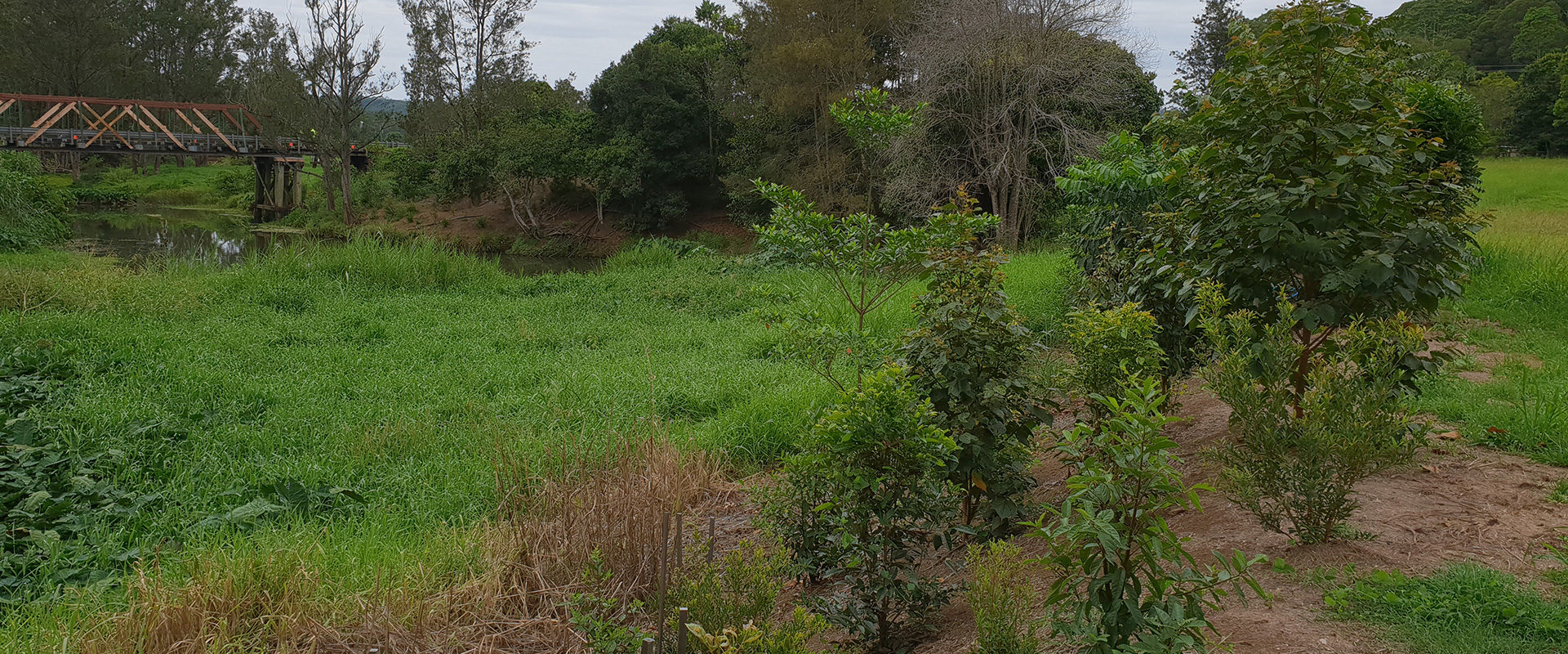 ecological-restoration-cedar-creek-nsw-conservation-connection-header